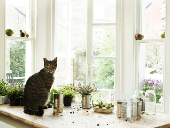 Cat sitting by potting plants