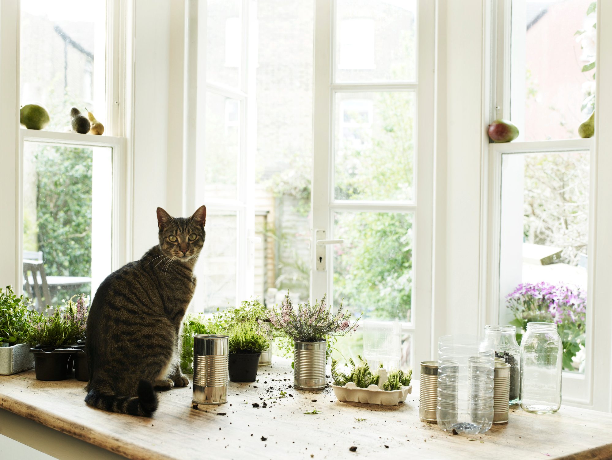 Are Tulips Flowers and Bulbs Toxic to Cats? - Birds and Blooms