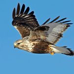 9 Types of Hawks You Should Know