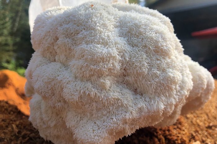 Lion's Mane Mushroom Growing Kit Ecomm Etsy.com