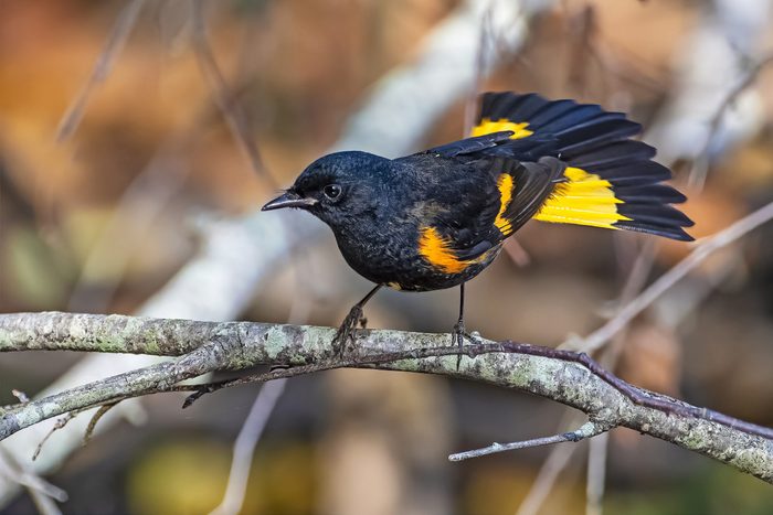 A male American redstart fans out its orange and black tail feathers.