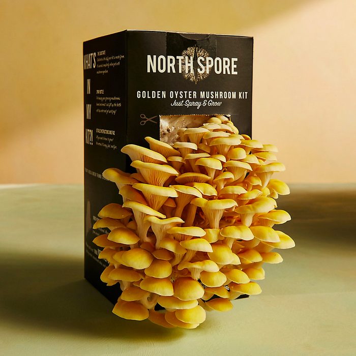 Mushroom Grow Kit Ecomm Shopterrain.com