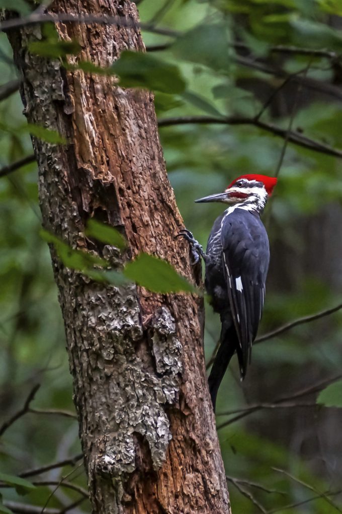 A pileated woodpecker perched on a rotting tree looking for bugs.