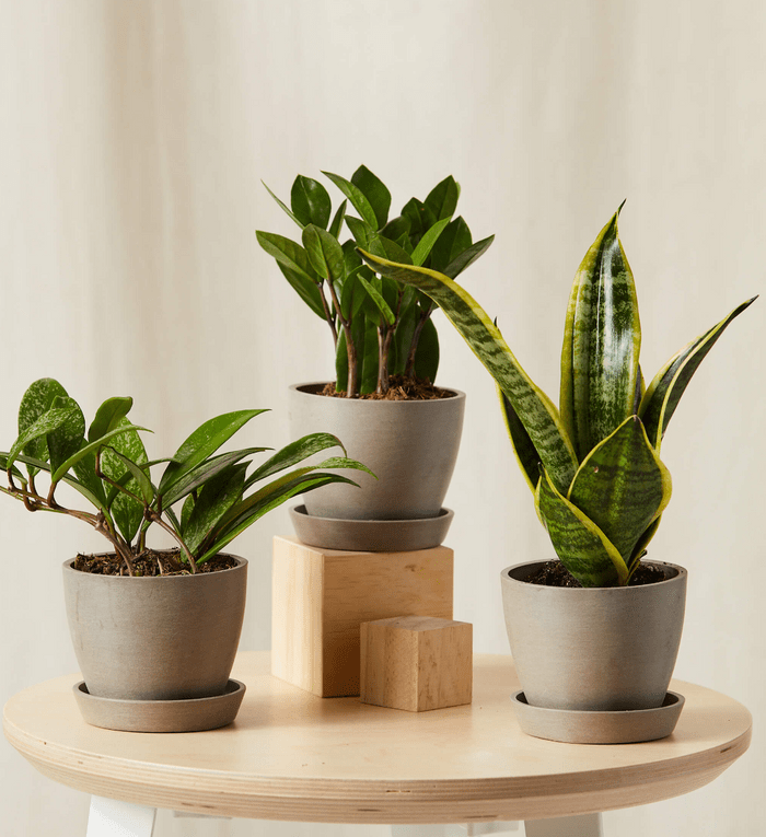 houseplant collection