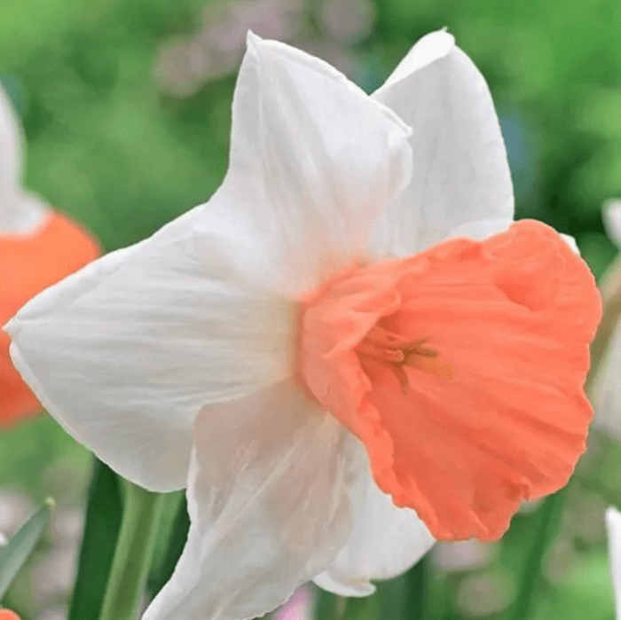 chromacolor narcissus