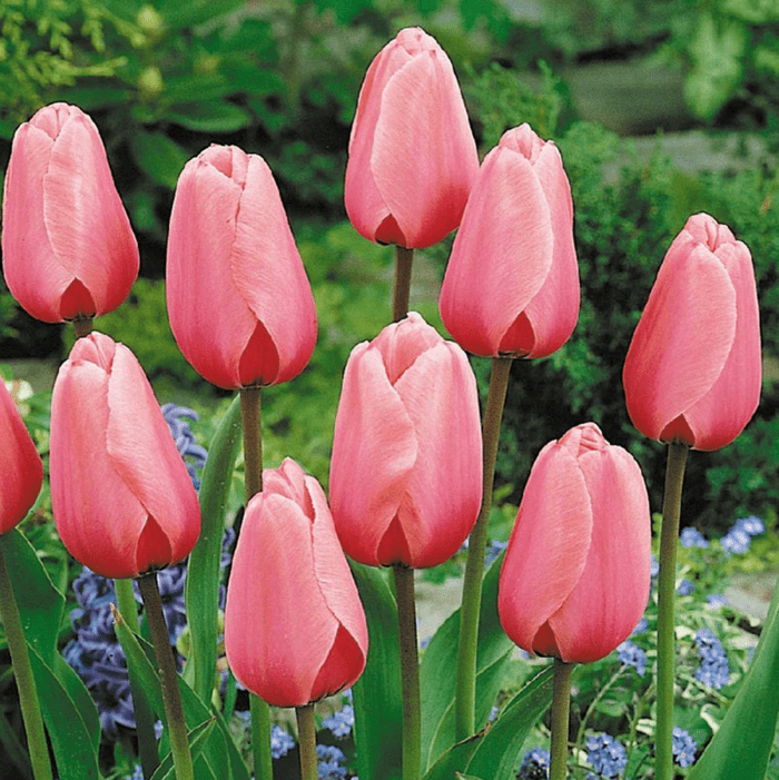 pink impression tulip