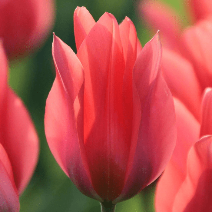 toronto tulip