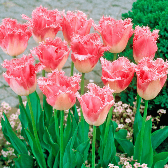 fancy frills pink tulips