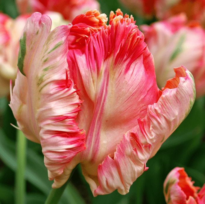 apricot parrot pink tulips