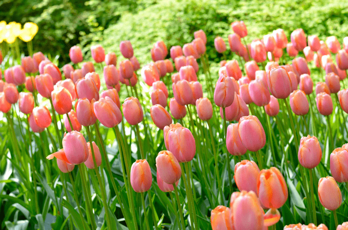 menton pink tulip