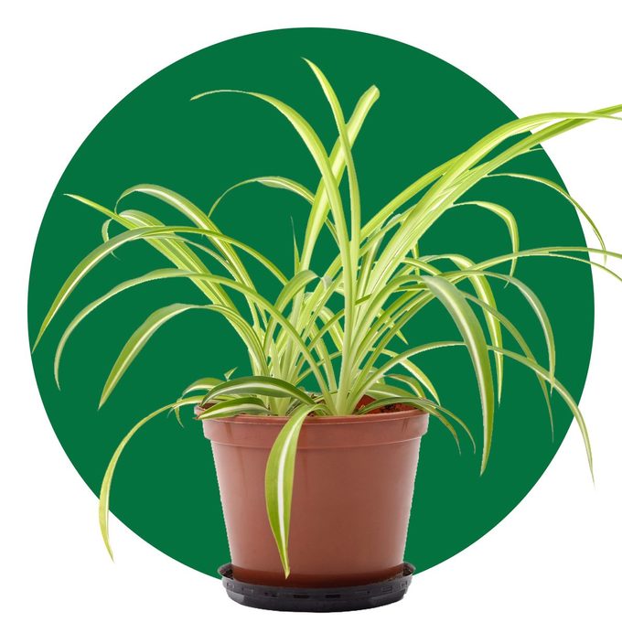 Th House Plants Ecomm Gettyimages 1241919328 Spider Plant