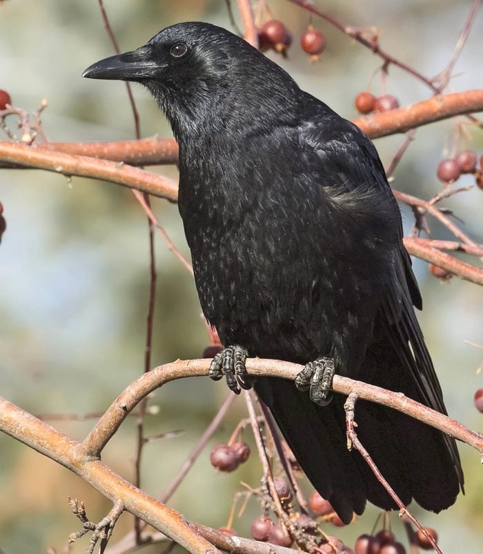 An American crow with shiny black feathers sits in a berry-filled tree.