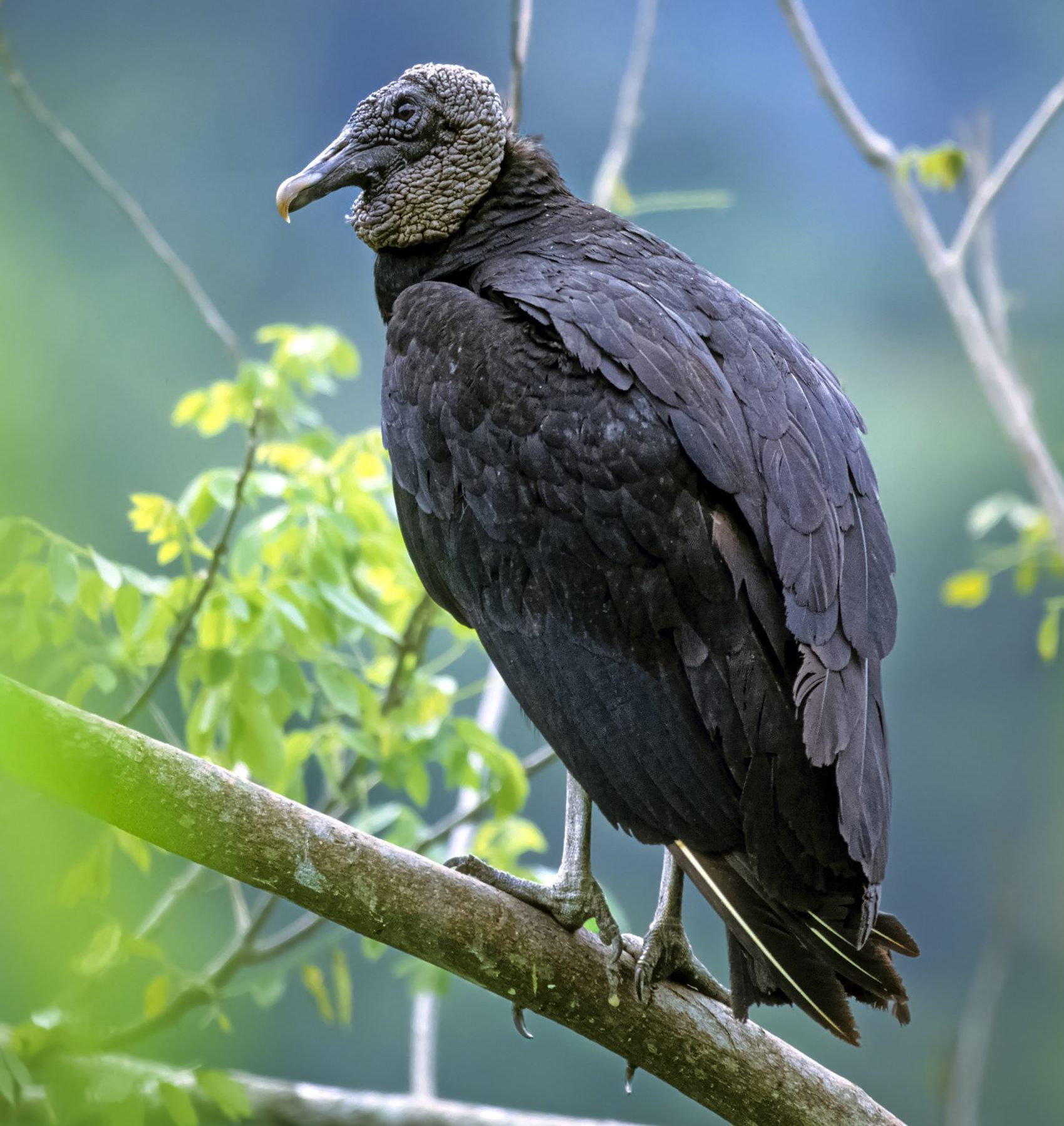 A black vulture gets its name from its black feathers, skin and mostly black bill.