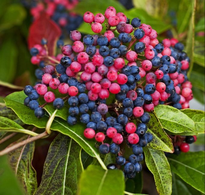 A cluster of small pink and blue berries on a Brandywine viburnum.