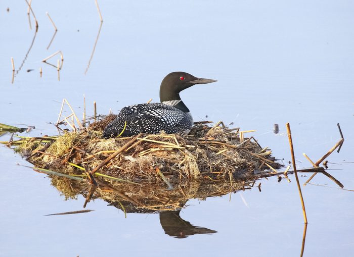 A common loon sits on a nest floating in the middle of a lake.