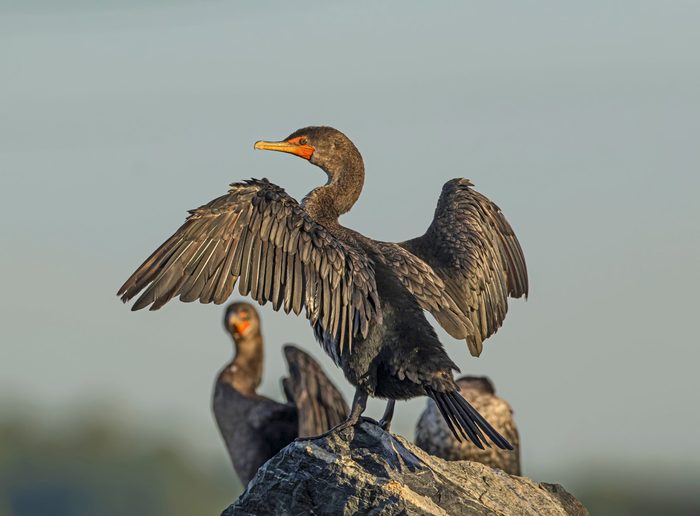 black birds, A double-crested cormorant spreads its wings in the sun.