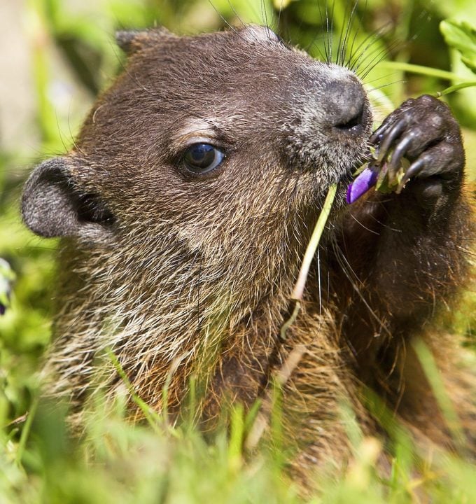 Groundhog eating a flower