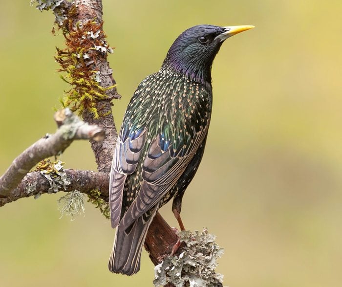 A European starling sits on a mossy branch showing off its more colorful feathers.