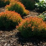 10 Small Evergreen Shrubs to Grow for Year-Round Curb Appeal