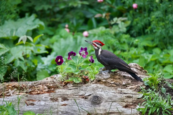 An adult pileated woodpecker sits on a fallen log next to some flowers.
