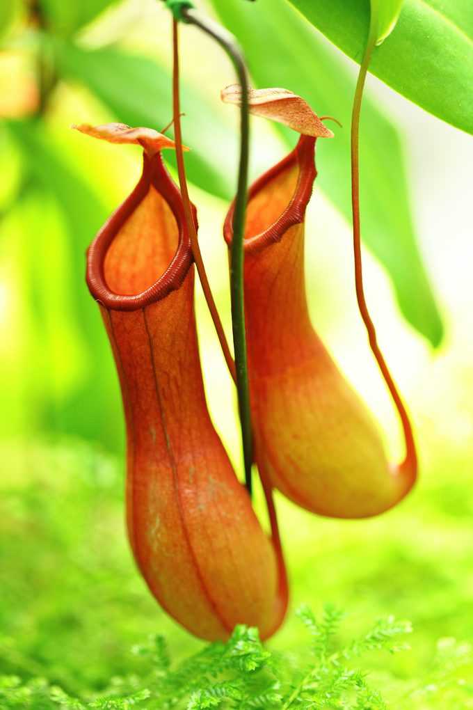 pitcher plant, carnivorous plants Shutterstock 115793698
