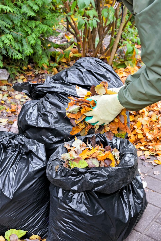 Gardener,hands,putting,autumn,leaves,in,a,plastic,bag,during
