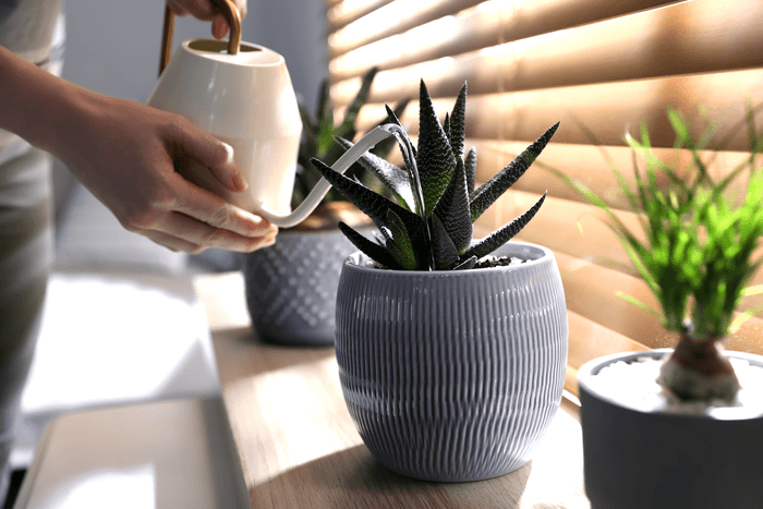 Succulent Watering Gettyimages 1319578065