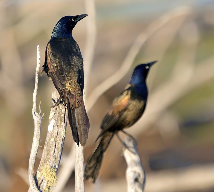 A pair of common grackles perch next to each other in a barren tree.