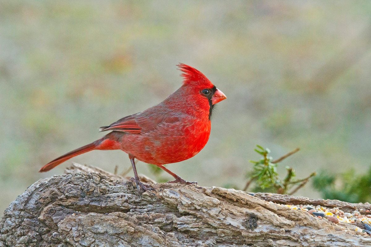 11 Interesting Cardinal Bird Facts You Should Know - Birds And Blooms