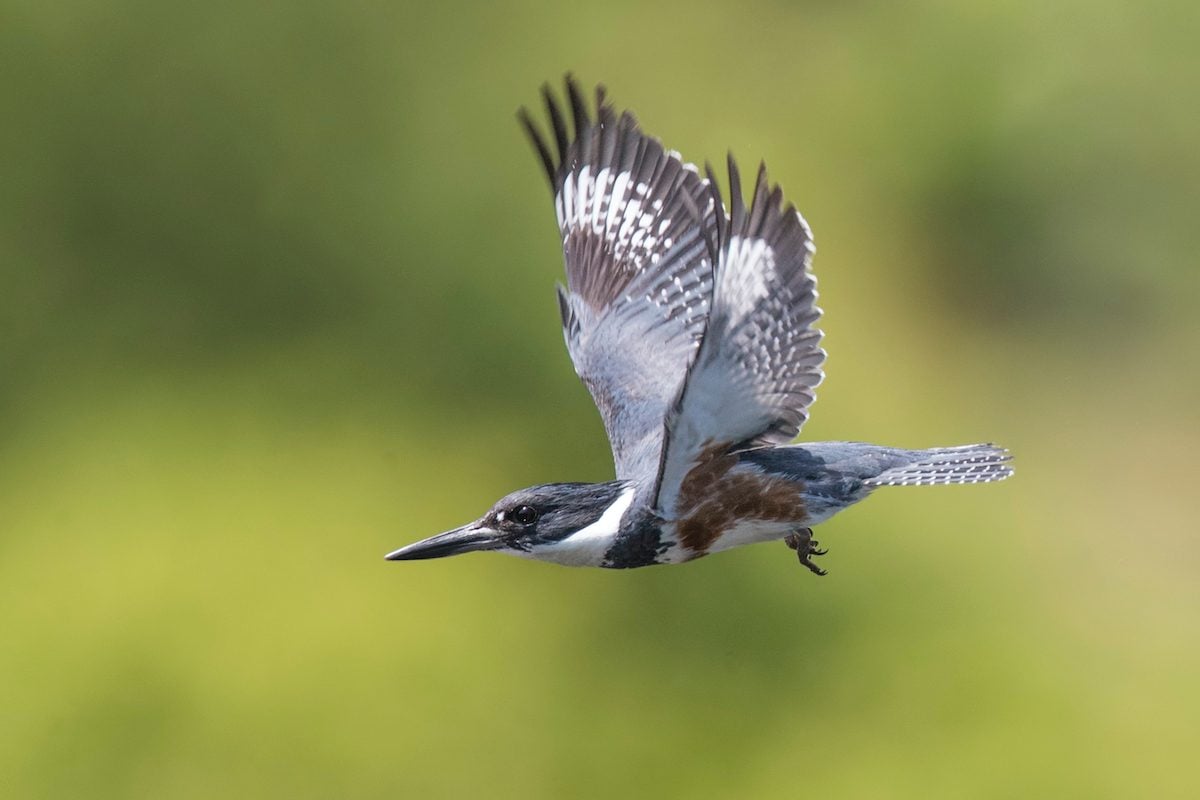 Belted Kingfisher takes flight - FeederWatch