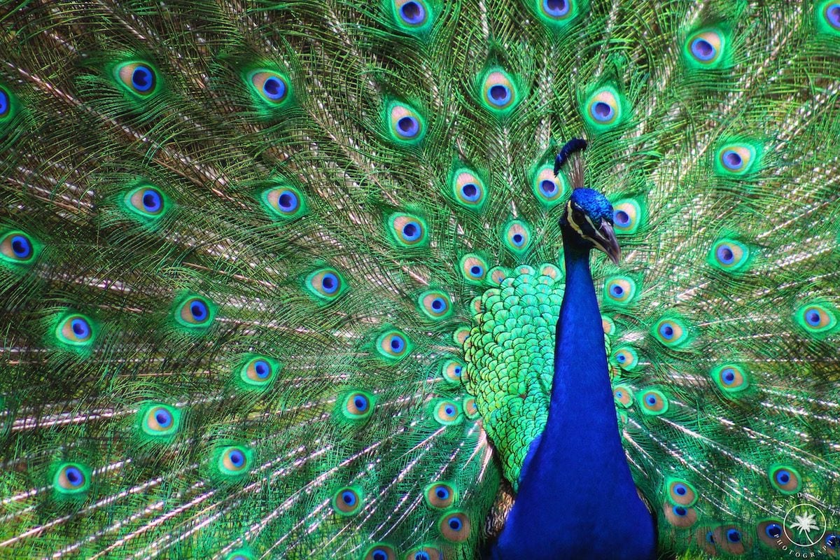 13 Fabulous Facts About Extreme Bird Feathers - Birds and Blooms