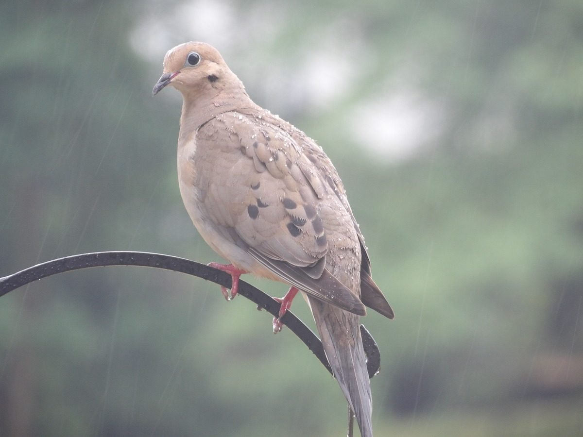 What Is the Dove Meaning When a Mourning Dove Visits You?