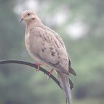 Dove Meaning: What Does It Mean if You See a Mourning Dove?
