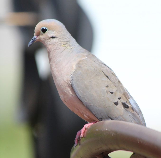 mourning dove meaning