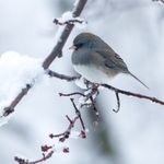15 Absolutely Adorable Junco Bird Pictures