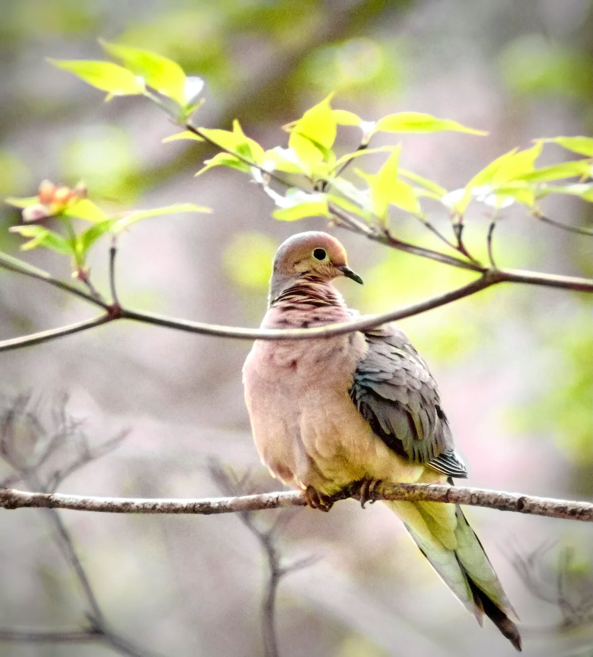 mourning dove call sound