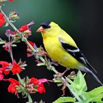 16 Gorgeous Goldfinch Pictures to Brighten Your Day