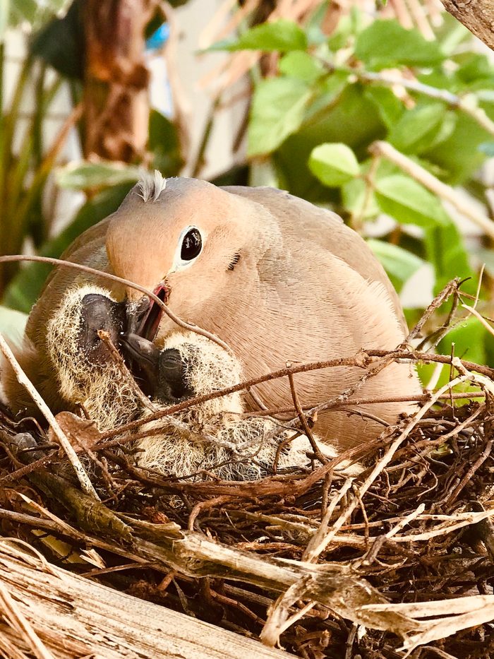 baby mourning dove