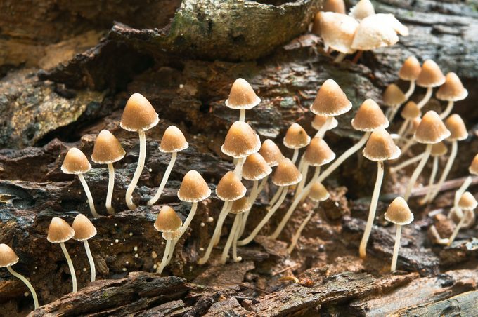 mushrooms in lawn trees