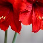 How to Dry and Save Amaryllis Seeds
