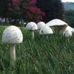 Why Do Mushrooms Grow in Your Lawn and Garden?