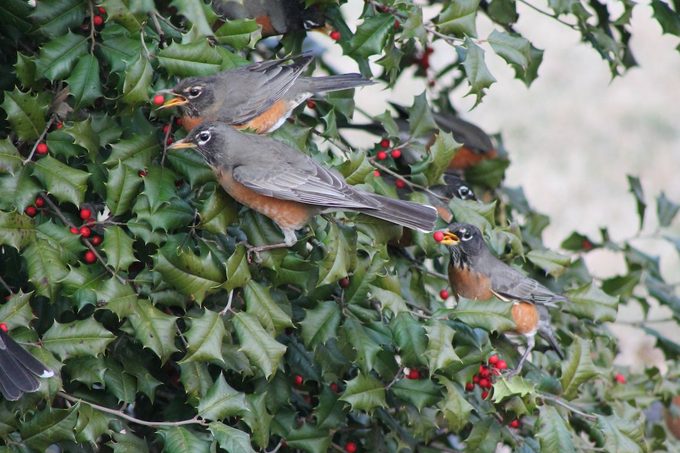 robins eating holly berries