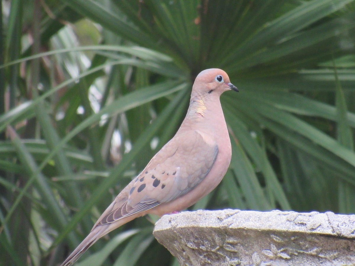 Mourning Dove vs Pigeon: What's the Difference? - Birds and Blooms