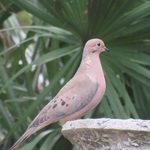 Mourning Dove vs Pigeon: What’s the Difference?