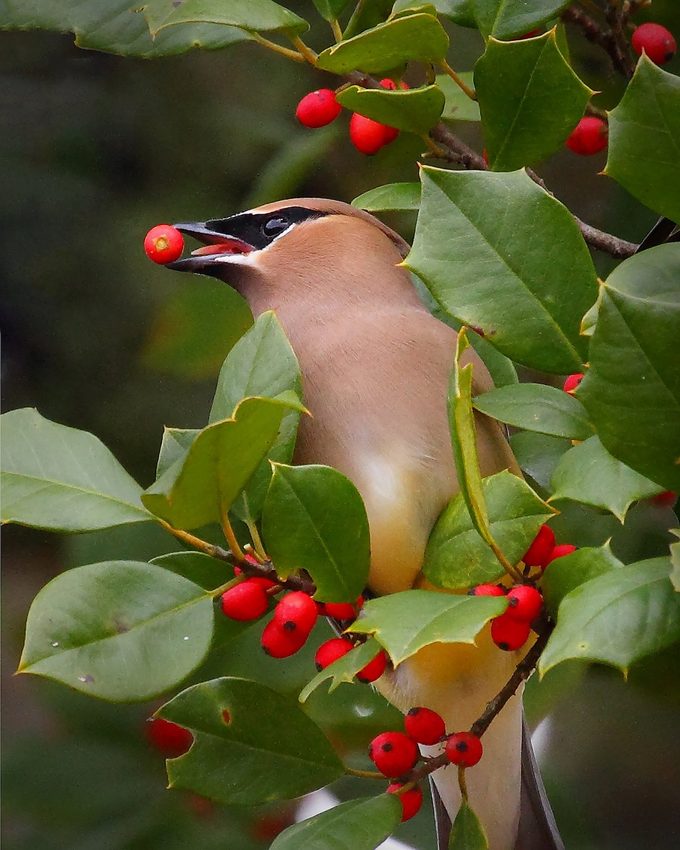 holiday flowers and plants, american holly, cedar waxwing
