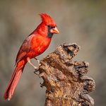 11 Fascinating Northern Cardinal Bird Facts