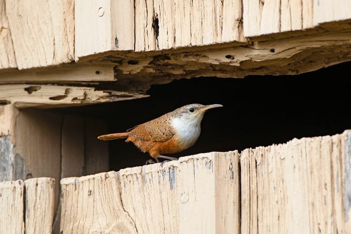 Canyon wrens build tucked-away nests in crevices within cliffs, banks or small caves. They rest and forage in similar structures. 