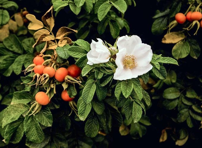 Closeup Of A White Rosa Canina Blossom On Its Shrub With Red Rose Hips Clustered Beside It.