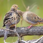 13 Fascinating Mourning Dove Facts