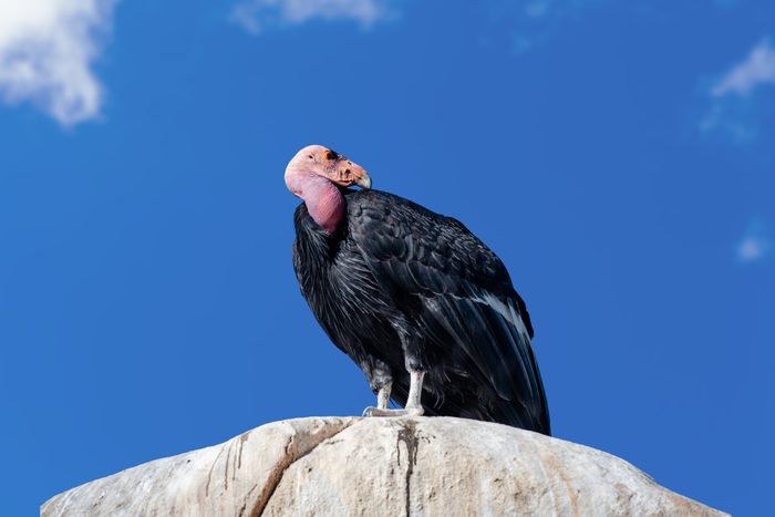 California Condor sitting on a rock